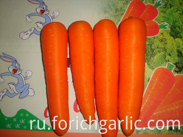 Fresh Carrot